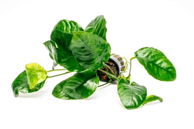 Anubias Barteri 'Wrinkle Leaf' aquatic plant by CPA with broad, textured green leaves suitable for freshwater aquariums.
