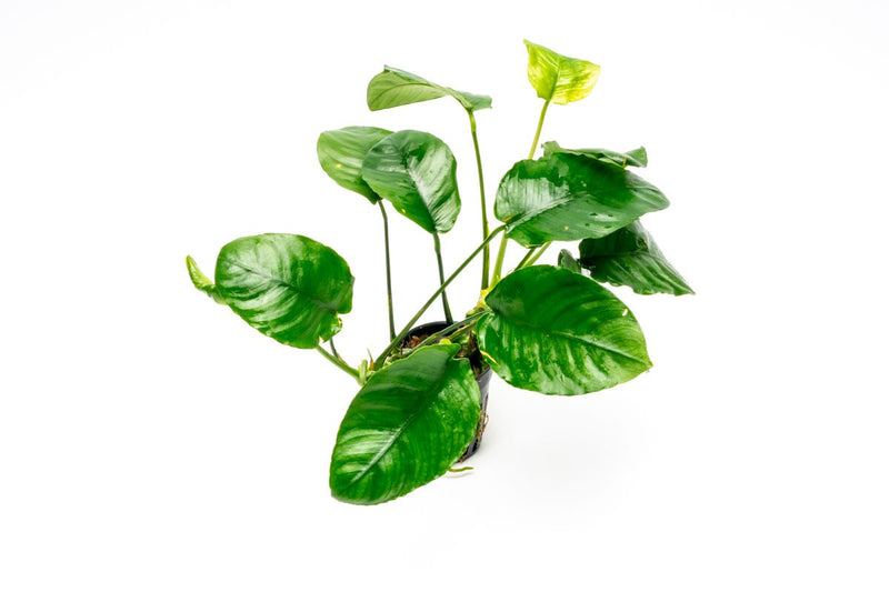 Healthy Anubias Barteri 'Wrinkle Leaf' aquatic plant by CPA with broad, textured leaves suitable for freshwater aquariums.