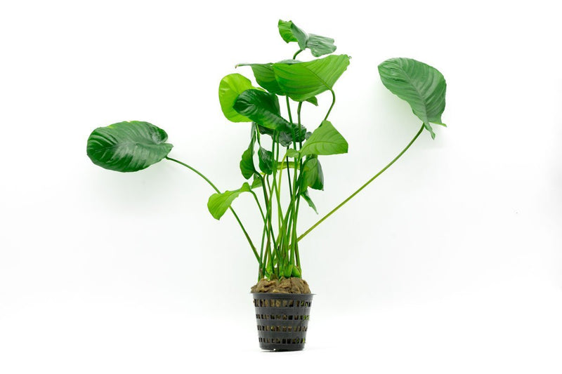 Anubias Barteri Wrinkle Leaf aquatic plant in a CPA mother pot, suitable for freshwater aquariums.