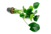 Anubias Barteri Wrinkle Leaf aquatic plant in a CPA mother pot, with broad, textured leaves suitable for freshwater aquariums.