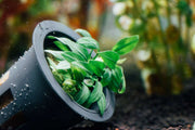 Small Anubias Chili Mini aquatic plant from CPA with bright green leaves suitable for freshwater aquariums.