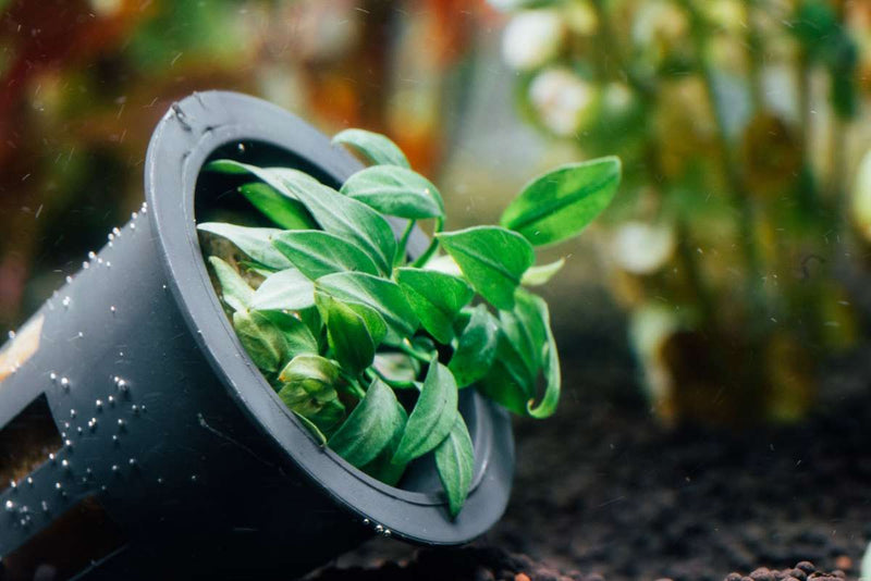 Small Anubias Chili Mini aquatic plant from CPA with bright green leaves suitable for freshwater aquariums.