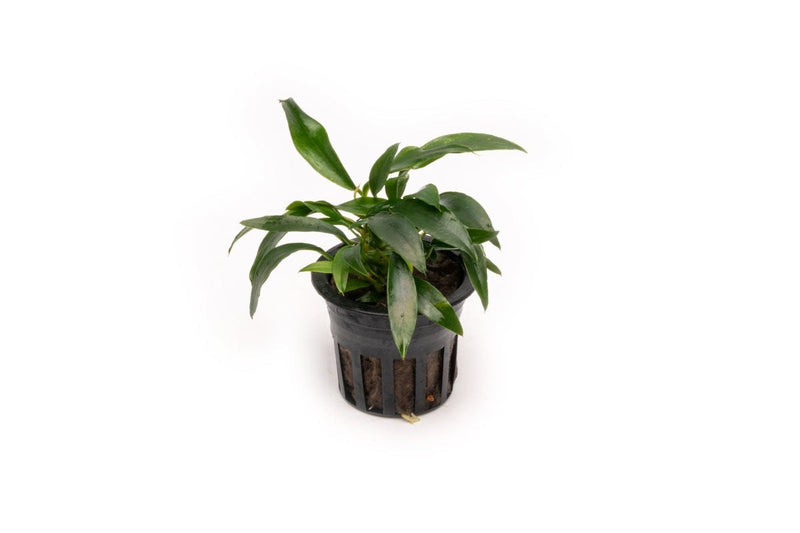 Healthy Anubias Chili Jalapeno aquatic plant from CPA with vibrant green leaves and reddish tips, ideal for freshwater aquariums.