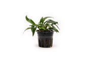 Healthy Anubias Chili Jalapeno aquatic plant from CPA with broad green leaves, suitable for freshwater aquariums.