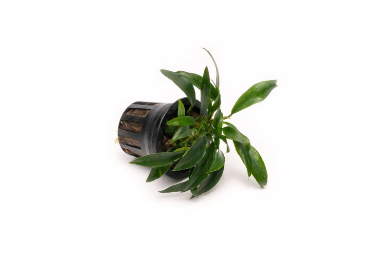Aquatic Anubias Chili Jalapeno plant from CPA with vibrant green and red leaves, suitable for freshwater aquariums.