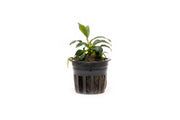 Small Anubias Chili Mini aquatic plant from CPA with vibrant green leaves, suitable for freshwater aquariums.
