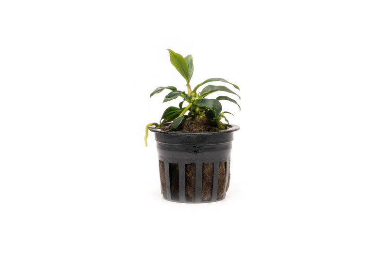 Small Anubias Chili Mini aquatic plant from CPA with vibrant green leaves, suitable for freshwater aquariums.