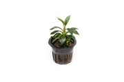 Small Anubias Chili Mini aquatic plant by CPA with vibrant green leaves, suitable for freshwater aquariums.