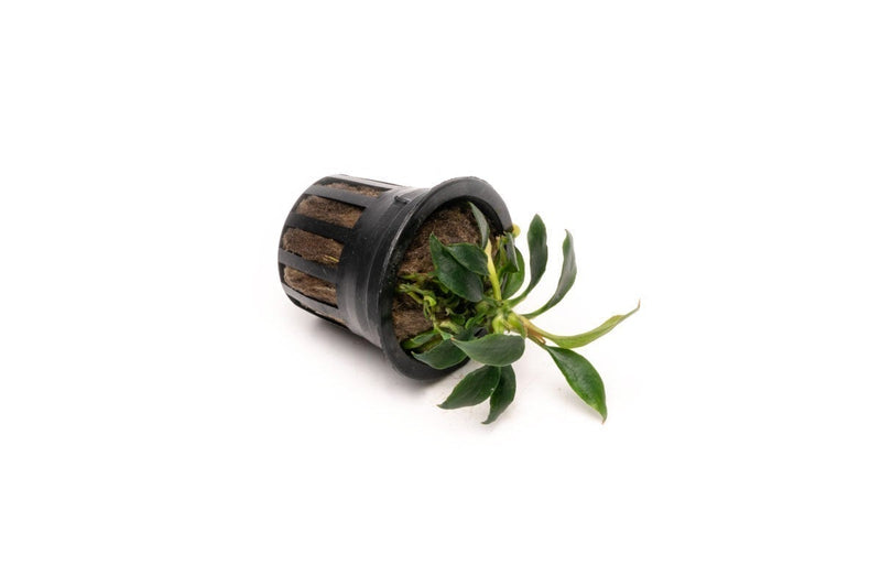 Small Anubias Chili Mini aquatic plant by CPA with bright green, bushy leaves, ideal for freshwater aquariums.