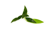 Anubias Congensis Aquatic Plant - Buce Plant