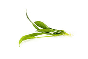 Anubias Congensis Aquatic Plant - Buce Plant
