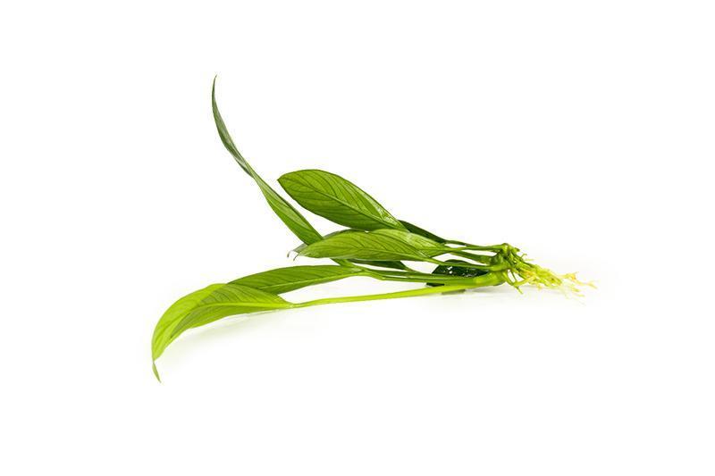Anubias Congensis Aquatic Plant - Buce Plant