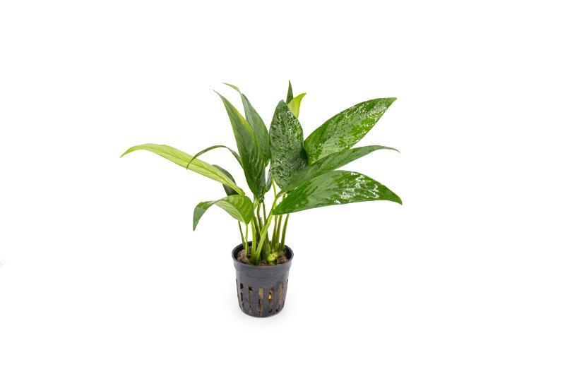 Anubias Congensis Aquatic Plant - Buce Plant