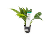 Anubias Congensis Aquatic Plant - Buce Plant