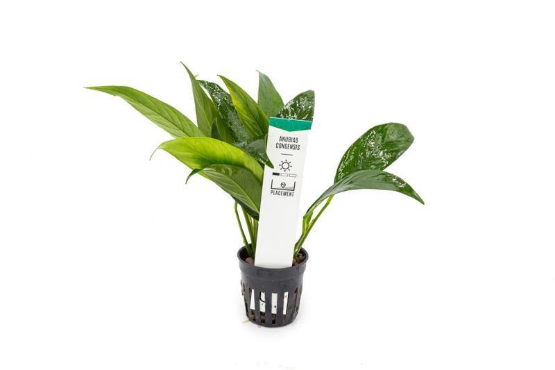 Anubias Congensis Aquatic Plant - Buce Plant