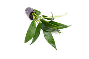 Anubias Congensis Aquatic Plant - Buce Plant