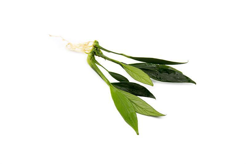 Small Anubias Congensis Mini aquatic plant from ACW with broad green leaves, ideal for freshwater aquariums.