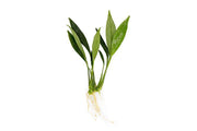 Small Anubias Congensis Mini aquatic plant from ACW with lush green leaves, ideal for freshwater aquariums.