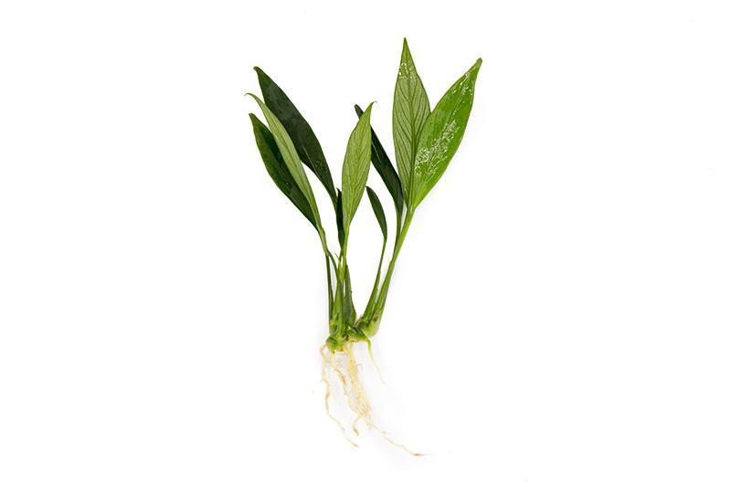 Small Anubias Congensis Mini aquatic plant from ACW with lush green leaves, ideal for freshwater aquariums.
