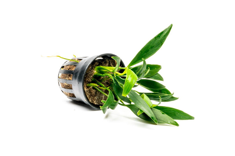 Mini Anubias Congensis aquatic plant from ACW, showcasing its green, broad leaves suitable for freshwater aquariums.