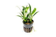 Mini Anubias Congensis aquatic plant from ACW, showing lush green leaves ideal for freshwater aquariums.