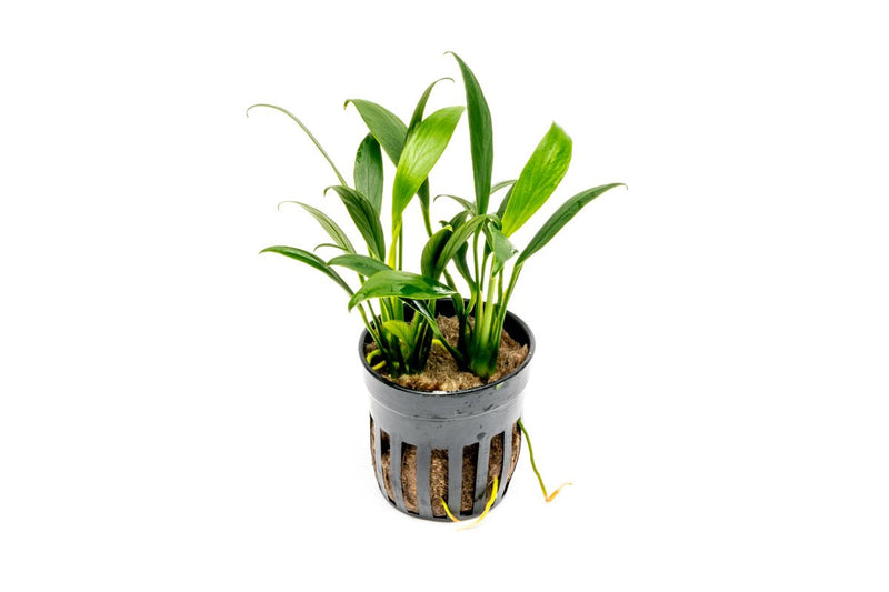 Mini Anubias Congensis aquatic plant from ACW, showing lush green leaves ideal for freshwater aquariums.