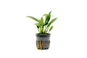 Small Anubias Congensis Mini aquatic plant from ACW, with broad green leaves suitable for freshwater aquariums.