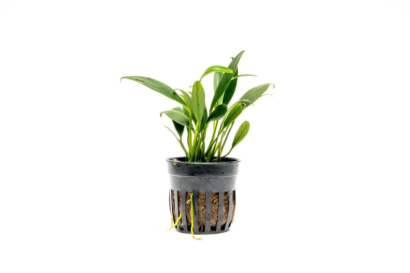 Small Anubias Congensis Mini aquatic plant from ACW, with broad green leaves suitable for freshwater aquariums.
