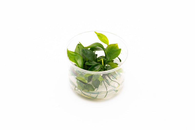 Anubias Gabon Tissue Culture Aquatic Plant - Buce Plant