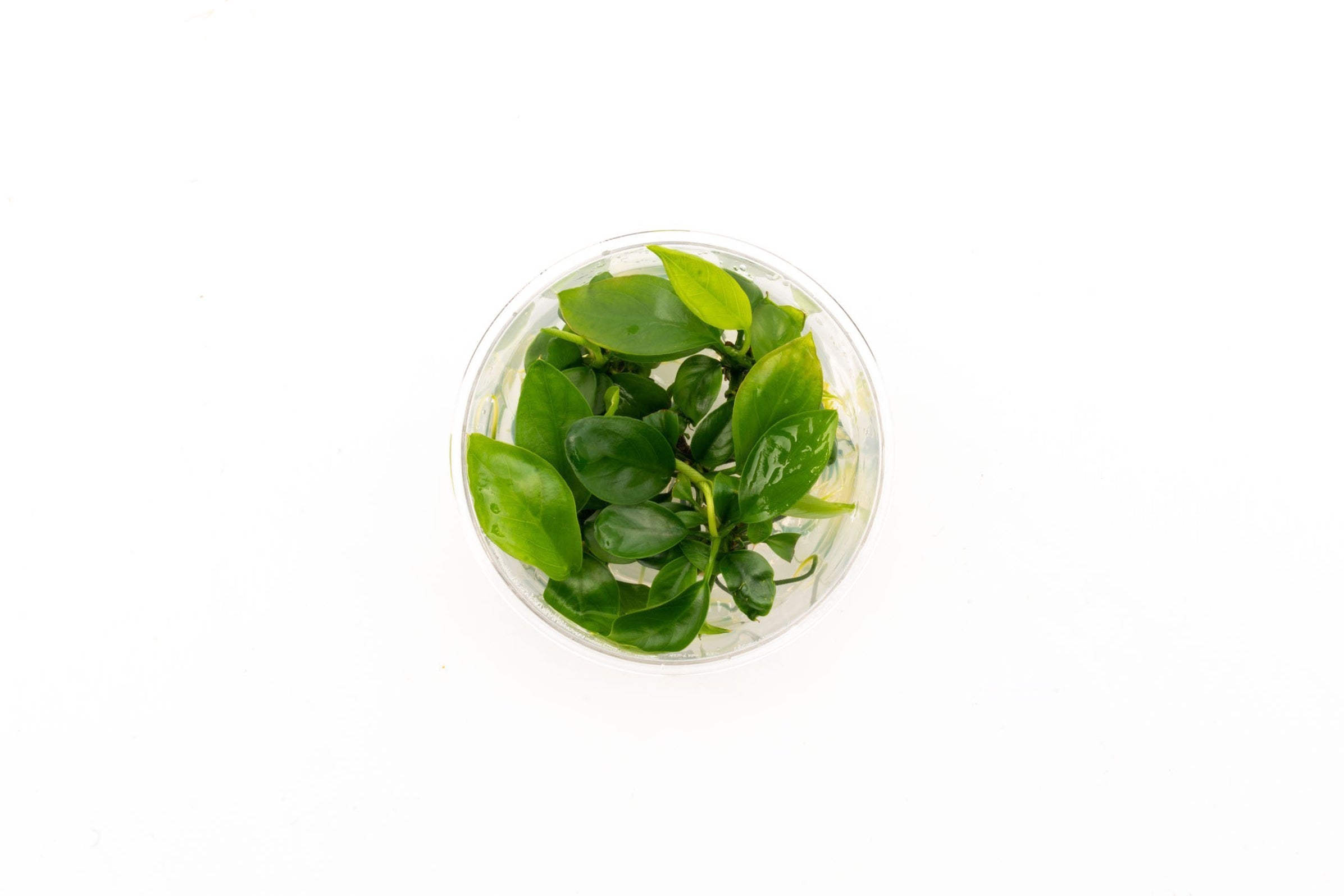 Anubias Gabon Tissue Culture Easy Aquarium Plant — Buce Plant