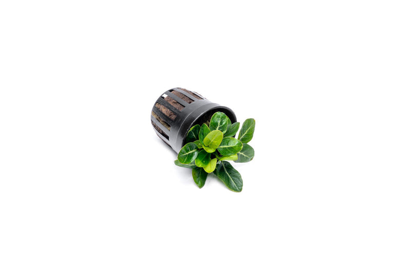 Healthy Anubias Giant Stardust aquatic plant from CPA, showcasing broad green leaves suitable for freshwater aquariums.