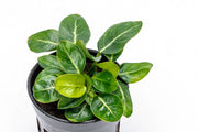 Healthy Anubias Giant Stardust aquatic plant from CPA with broad green leaves suitable for freshwater tanks.