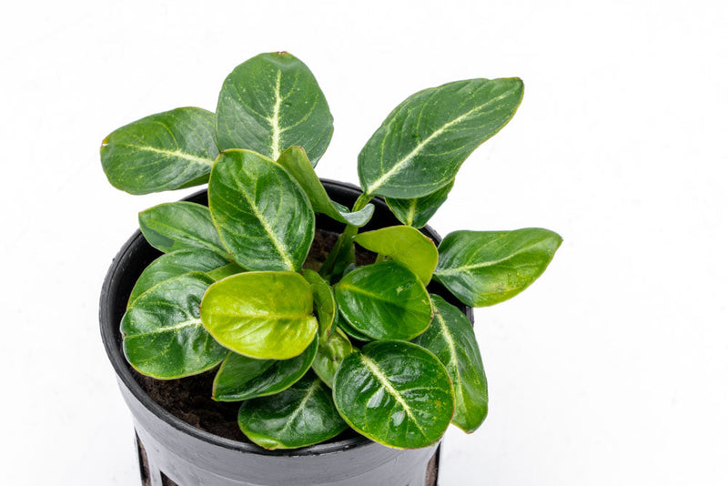 Healthy Anubias Giant Stardust aquatic plant from CPA with broad green leaves suitable for freshwater tanks.