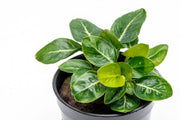 Healthy Anubias Giant Stardust aquatic plant from CPA with broad green leaves, ideal for freshwater aquariums.