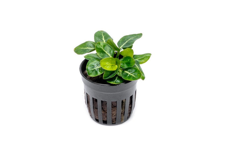 Healthy Anubias Giant Stardust aquatic plant from CPA with broad green leaves, ideal for freshwater aquariums.