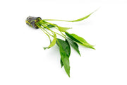 Anubias Glabra Aquatic Plant - Buce Plant