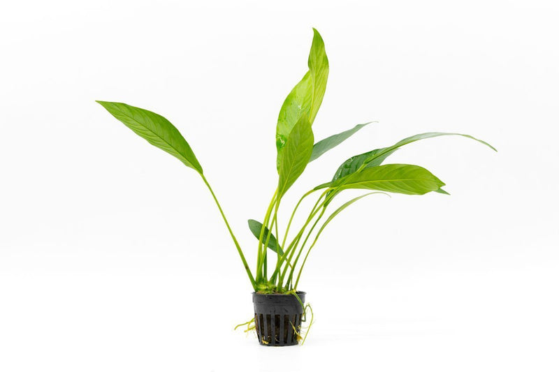 Anubias Glabra Aquatic Plant - Buce Plant