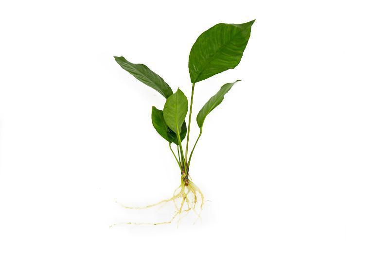 Healthy Anubias Heterophylla aquatic plant from CPA with broad green leaves, ideal for freshwater aquariums.