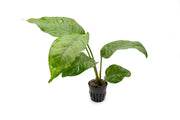 Healthy Anubias Heterophylla aquatic plant from CPA with broad green leaves suitable for freshwater aquariums