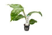 Healthy Anubias Heterophylla aquatic plant from CPA with broad green leaves on a submerged stem.