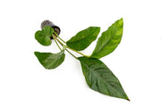Healthy Anubias Heterophylla aquatic plant from CPA with broad green leaves, ideal for freshwater aquariums.