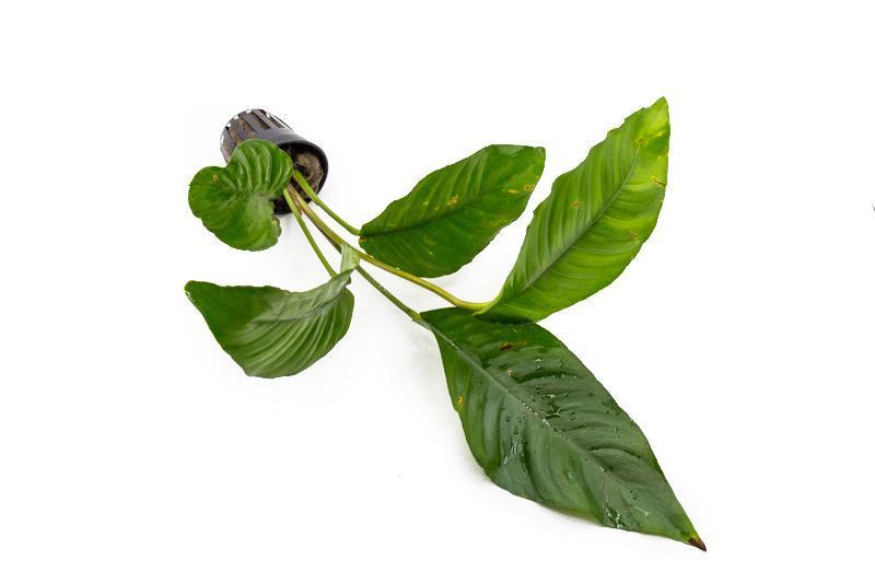 Healthy Anubias Heterophylla aquatic plant from CPA with broad green leaves, ideal for freshwater aquariums.