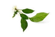 Healthy Anubias Heterophylla aquatic plant from CPA with broad green leaves, ideal for freshwater aquariums.
