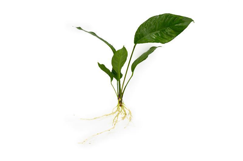 Healthy Anubias Heterophylla aquatic plant from CPA with broad green leaves, ideal for freshwater aquariums.