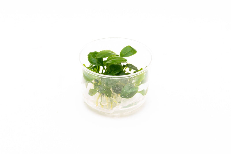 Anubias Heterophylla UNS Tissue Culture Aquatic Plant - Buce Plant