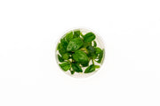 Anubias Heterophylla UNS Tissue Culture Aquatic Plant - Buce Plant