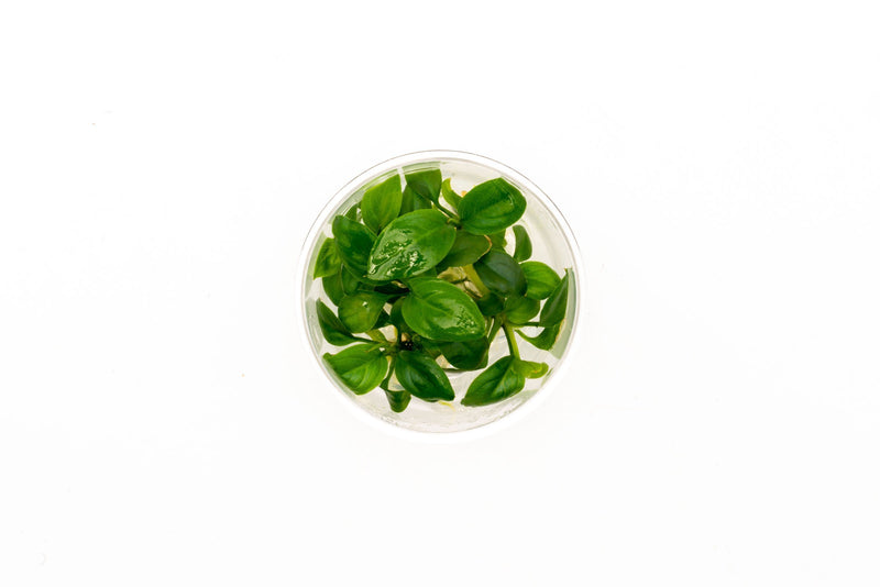 Anubias Heterophylla UNS Tissue Culture Aquatic Plant - Buce Plant