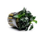 Healthy Anubias Jungle Star aquatic plant by CPA with broad green leaves, ideal for freshwater aquariums.