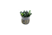 Healthy Anubias Jungle Star aquatic plant from CPA with broad green leaves, suitable for freshwater aquariums.