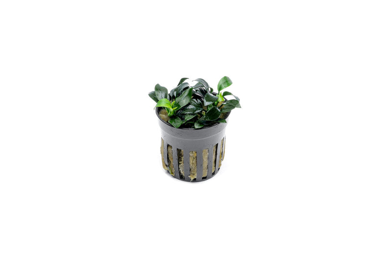 Healthy Anubias Jungle Star aquatic plant from CPA with broad green leaves, suitable for freshwater aquariums.